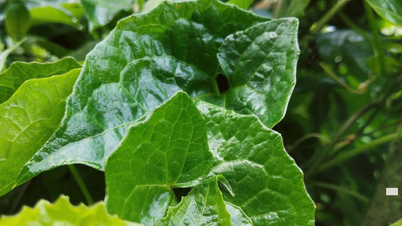 The Fascinating Healing Benefits of Guaco Herb 3 guaco herb vine