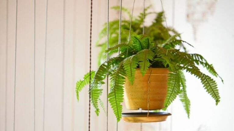 Nature’s Sunblock? Learn The Many Benefits of Kalawalla Herb 10 kalawalla herb