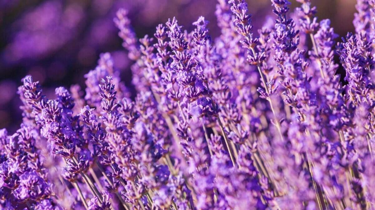 lavender blooms
