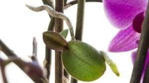 How Keiki Paste for Plants Can Revolutionize Your Green Thumb 1 orchid keiki