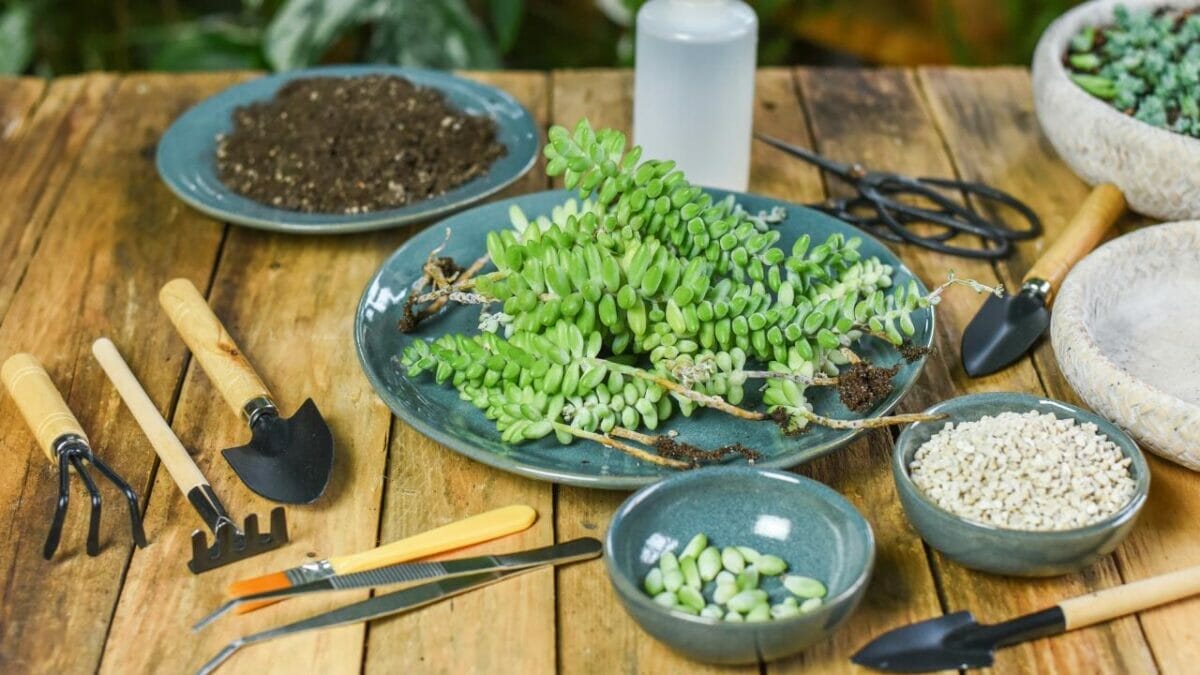 Growing Green for Less: 15 Ideas for Savvy Gardeners to Save Money 6 Growing Green for Less: 15 Ideas for Savvy Gardeners to Save Money - propagating burro tail ss2107535057