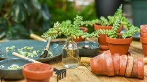 Guide: Propagating Donkey Tail in Water, Soil & Division (Burro's Tail) 1 propagating donkey tail in water