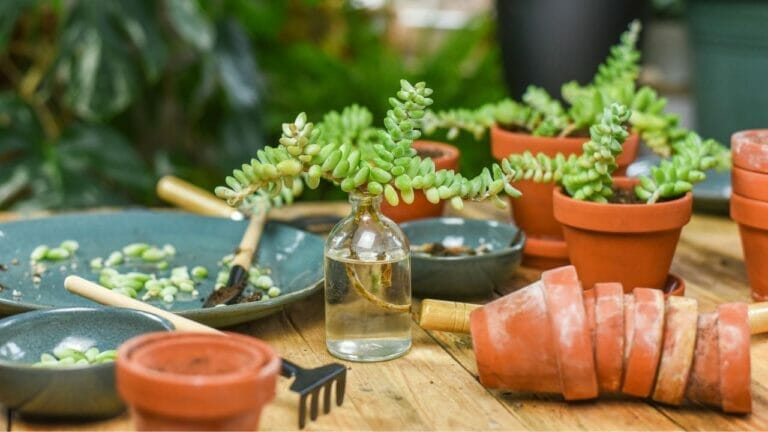 Guide: Propagating Donkey Tail in Water, Soil & Division (Burro's Tail) 4 propagating donkey tail in water