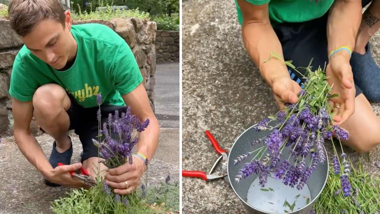 Gardener Shares a Simple Secret for Lush Lavender Blooms 2 pruning lavender