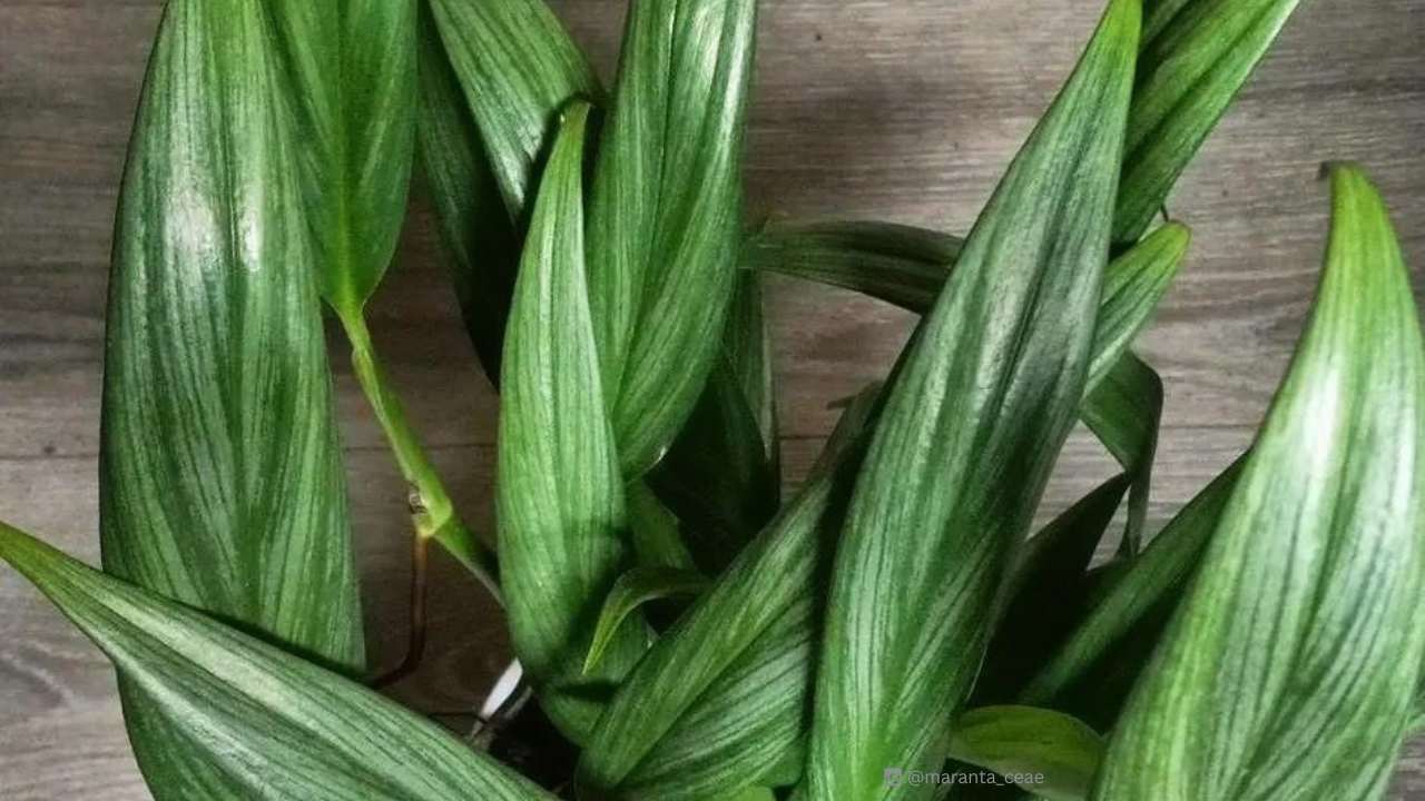Silver Streak Pothos: The Houseplant World's Rising Star 3 pothos silver streak closeup
