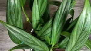 Silver Streak Pothos: The Houseplant World's Rising Star 1 silver streak pothos plant