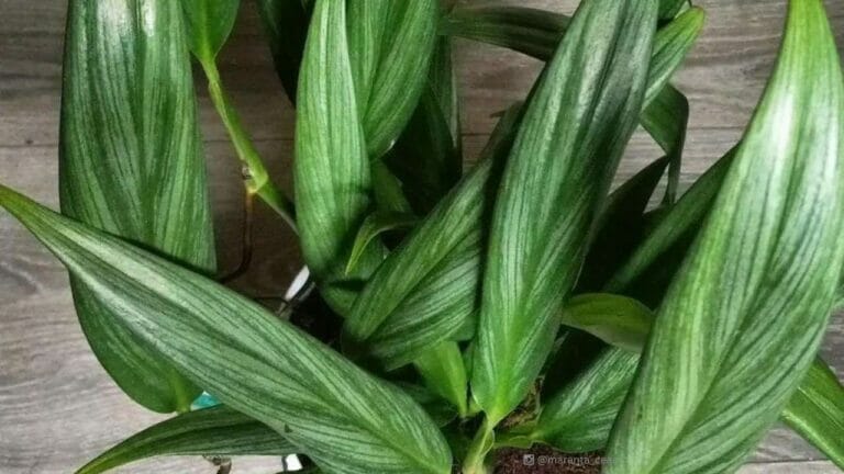 Silver Streak Pothos: The Houseplant World's Rising Star 7 silver streak pothos plant