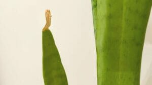 11 Culprits Behind Your Snake Plants Brown Tips & Easy Solutions 1 snake plant brown tips