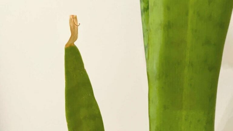 11 Culprits Behind Your Snake Plants Brown Tips & Easy Solutions 5 snake plant brown tips