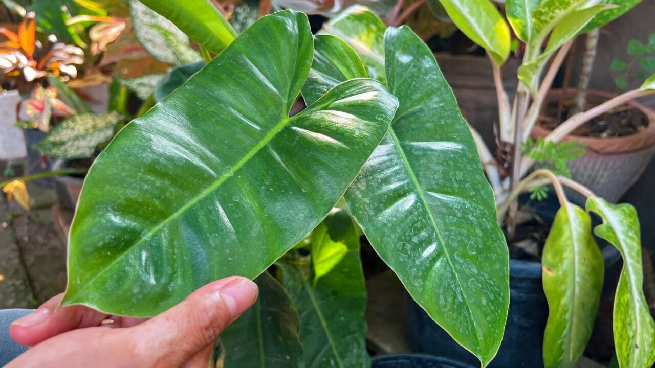 Philodendron erubescens: Compete Care & Growing Guide 3 Blushing Philodendron