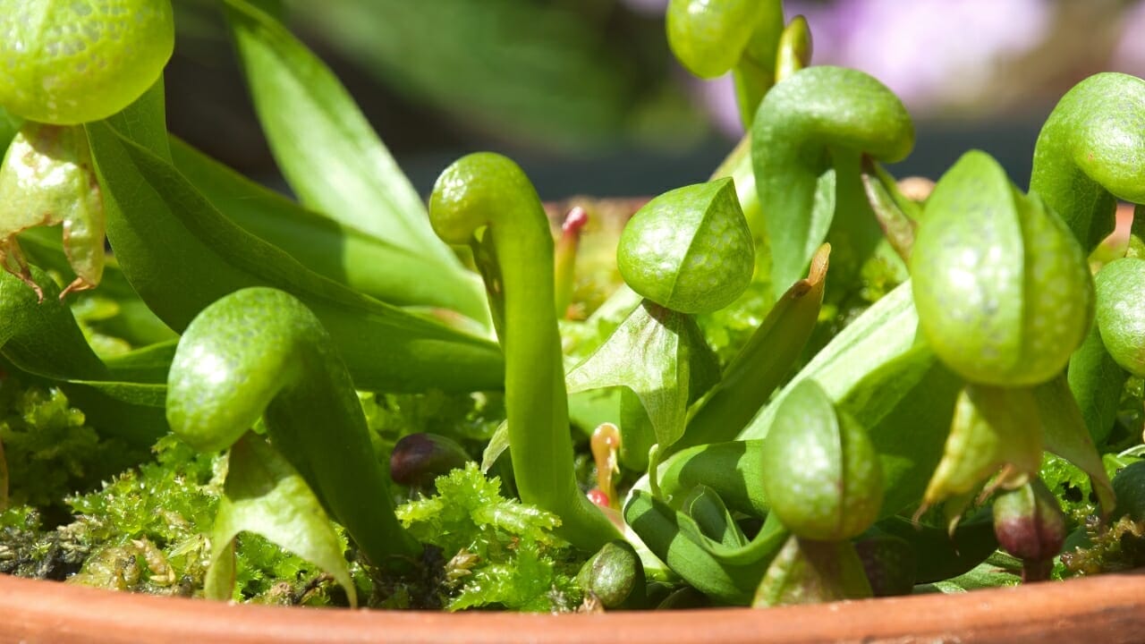9 Ugly Flowers That Stand Out for All the Wrong Reasons 10 Darlingtonia Californica