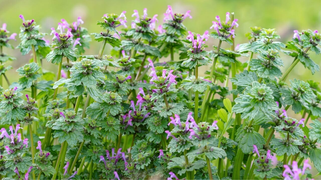 Purple Dead Nettle: The Wild Food In Your Backyard 5 Lamium amplexicaule