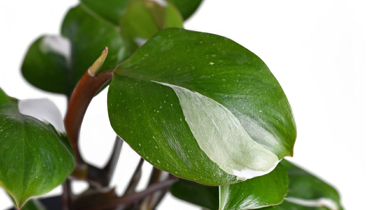 Philodendron 'White Knight' plant leaf