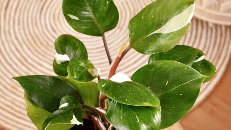 Philodendron White Knight Care Guide: Your Next Favorite Houseplant 12 Philodendron White Knight