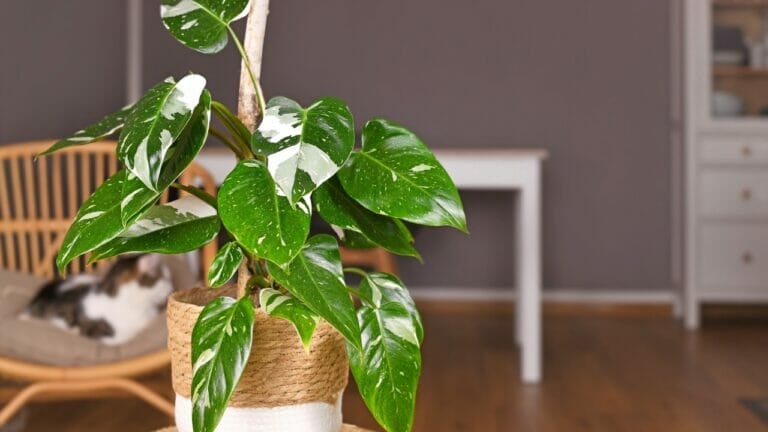 White Princess Philodendron: Top Choice for Plant Lovers- Plant Care Guide 9 Philodendron White Princess plant in pot