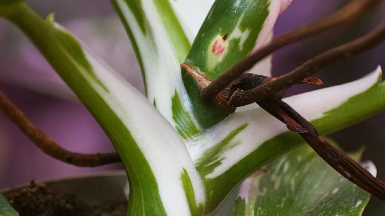 Philodendron White Wizard: Care Guide for this Rare Magical Variety 5 Philodendron White wizard stems