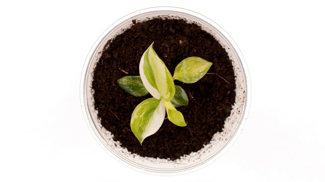 Philodendron White Wizard: Care Guide for this Rare Magical Variety 4 Philodendron White wizard soil and pot