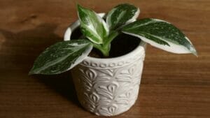 Philodendron White Wizard: Care Guide for this Rare Magical Variety 1 Philodendron White Wizard in white pot