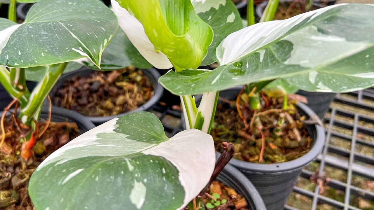 Philodendron White Wizard: Care Guide for this Rare Magical Variety 3 Philodendron white wizard plants in pots