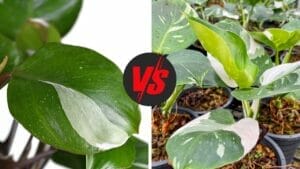 Philodendron White Wizard vs White Knight (Explained) 1 Philodendron White wizard vs white knight