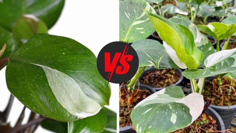 Philodendron White Wizard vs White Knight (Explained) 10 Philodendron White wizard vs white knight