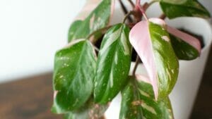 Philodendron erubescens: Compete Care & Growing Guide 1 Philodendron erubescens pink princess in white pot