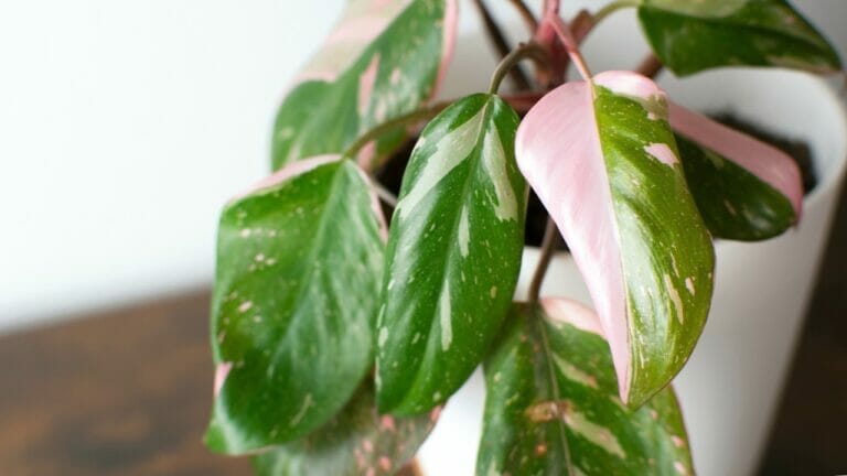 Philodendron erubescens: Compete Care & Growing Guide 14 Philodendron erubescens pink princess in white pot
