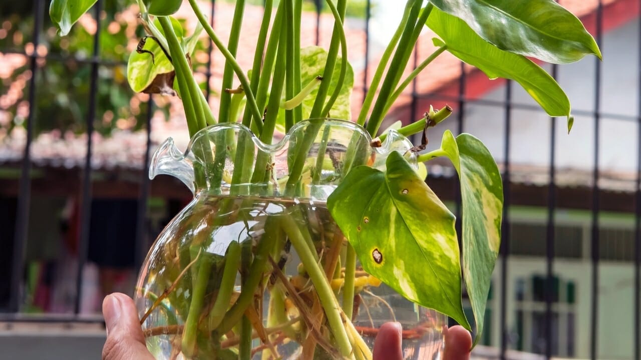 Philodendron erubescens: Compete Care & Growing Guide 4 Philodendron erubescens propagation