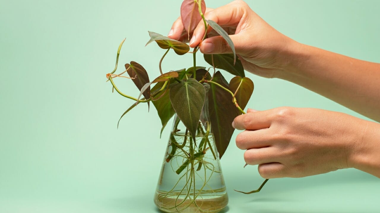 velvet leaf philodendron care - why micans is the easiest trailing plant you'll ever own 6 Philodendron micans in water