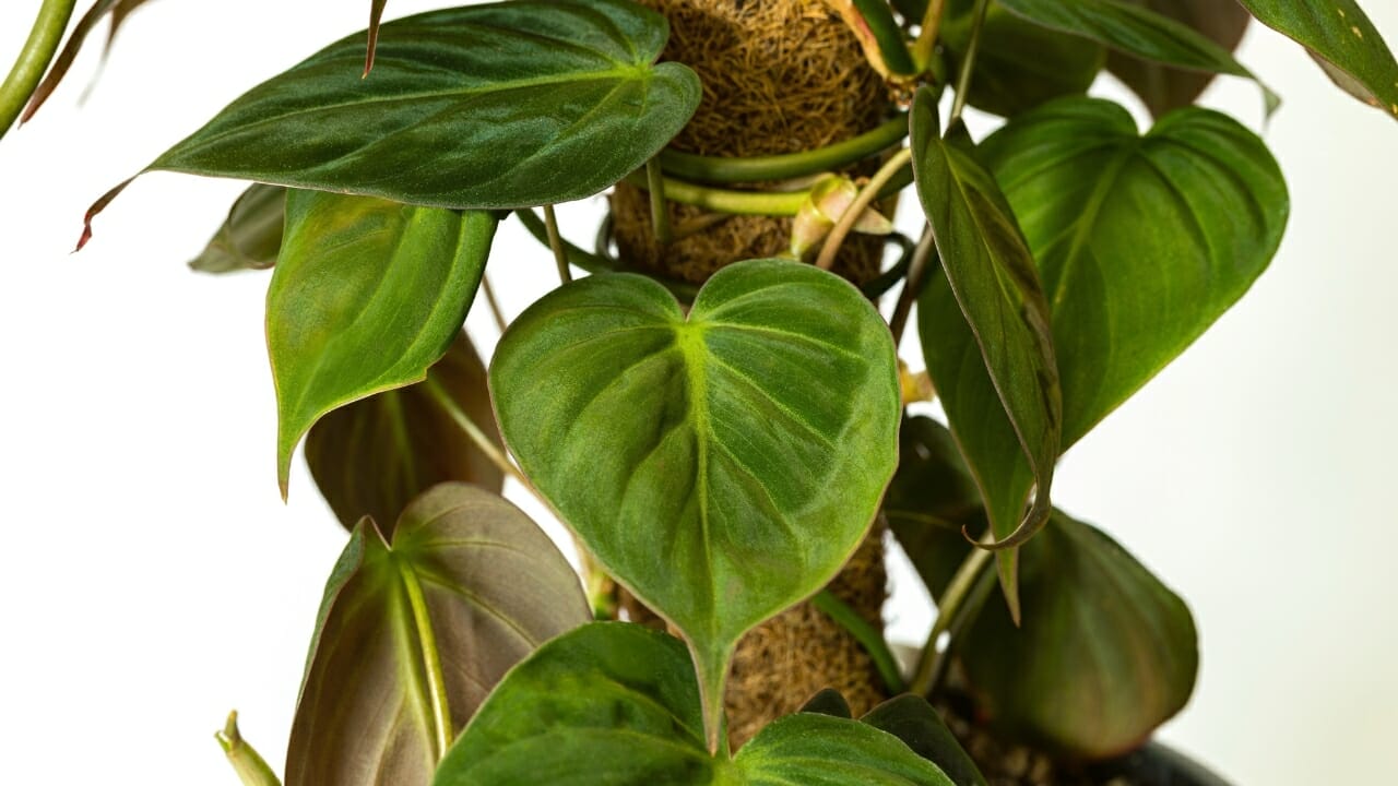 velvet leaf philodendron care - why micans is the easiest trailing plant you'll ever own 4 Philodendron micans climbing