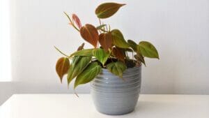 velvet leaf philodendron care - why micans is the easiest trailing plant you'll ever own 1 Philodendron micans houseplant