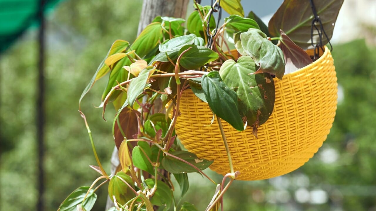 velvet leaf philodendron care - why micans is the easiest trailing plant you'll ever own 3 hanging Philodendron micans plant