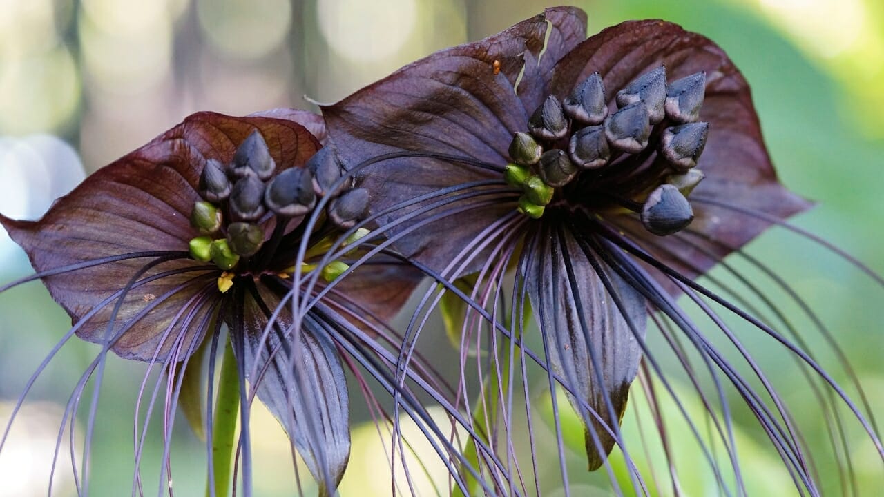 9 Ugly Flowers That Stand Out for All the Wrong Reasons 9 Tacca chantrieri Andre