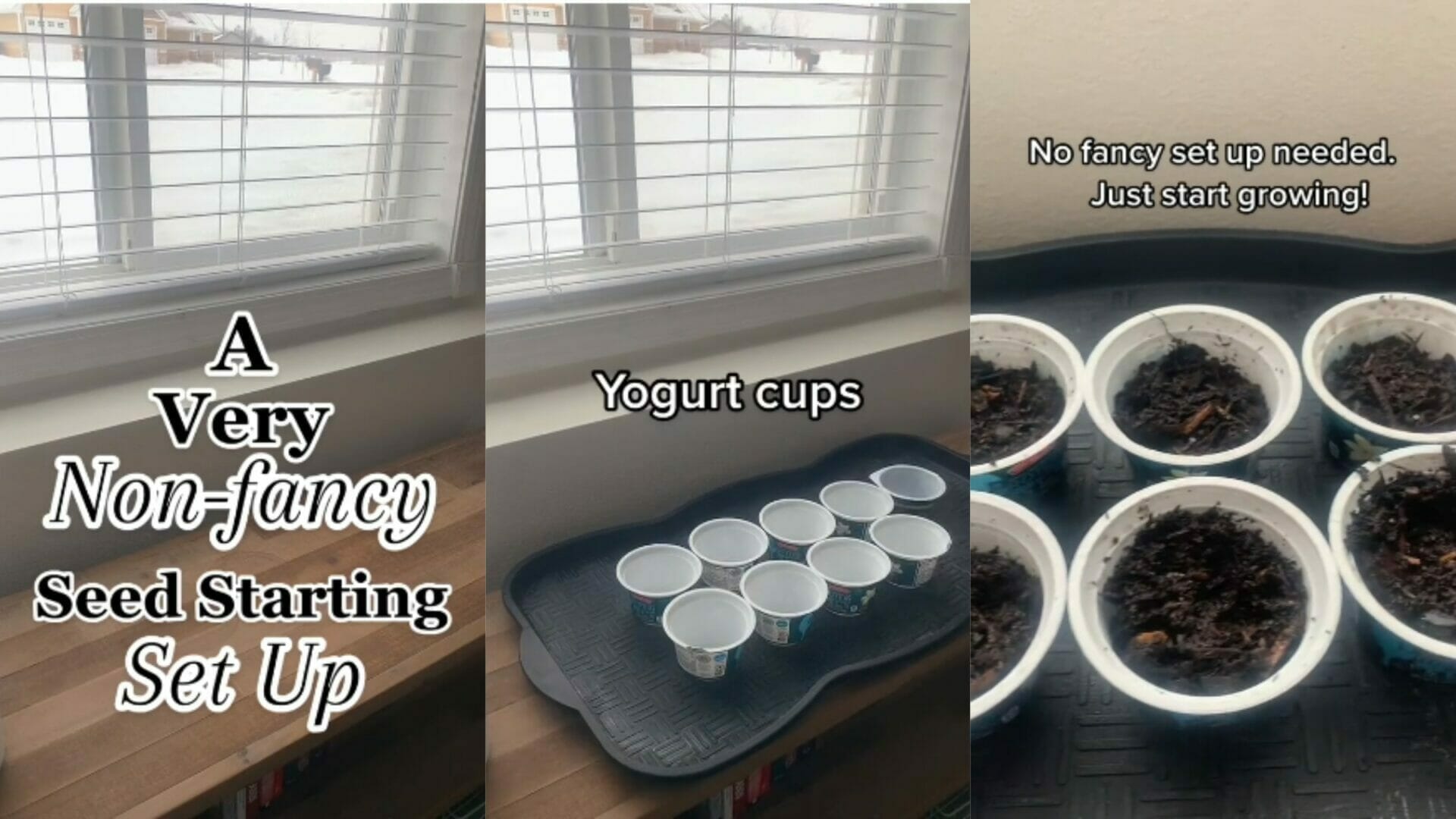 Gardener Shares 'Non-Fancy' & Cheap Way to Germinate Seeds - This is what I do&ndash;A Gardeners Budget Friendly Hack To Germinate At home