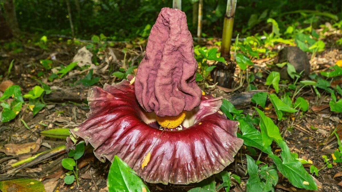 9 Plants That Wait a Lifetime to Bloom Once – And It's Usually Spectacular 6 9 Plants That Wait a Lifetime to Bloom Once – And It's Usually Spectacular - Titan Arum ss2182671733
