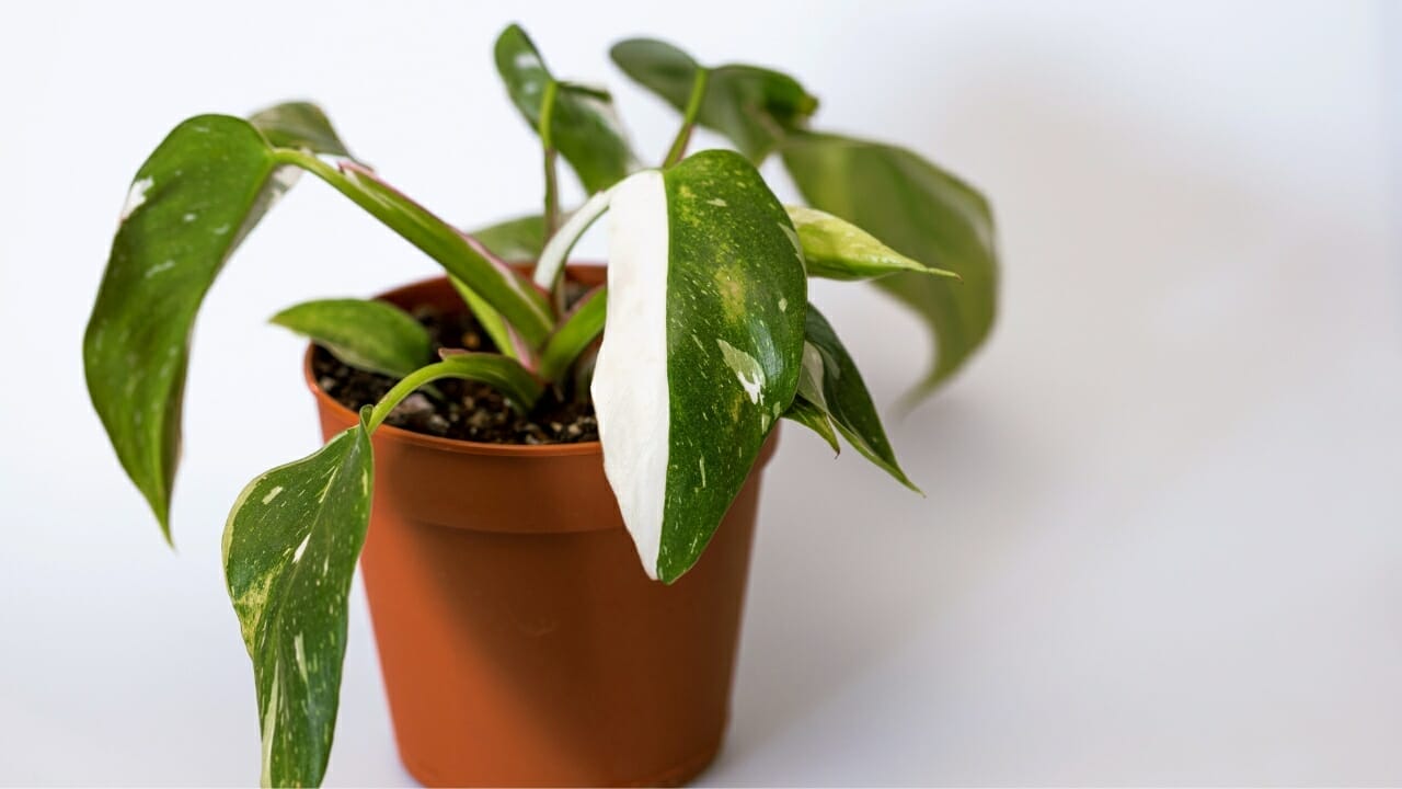 White Princess Philodendron: Top Choice for Plant Lovers- Plant Care Guide 9 White Princess Philodendron in terra cotta pot