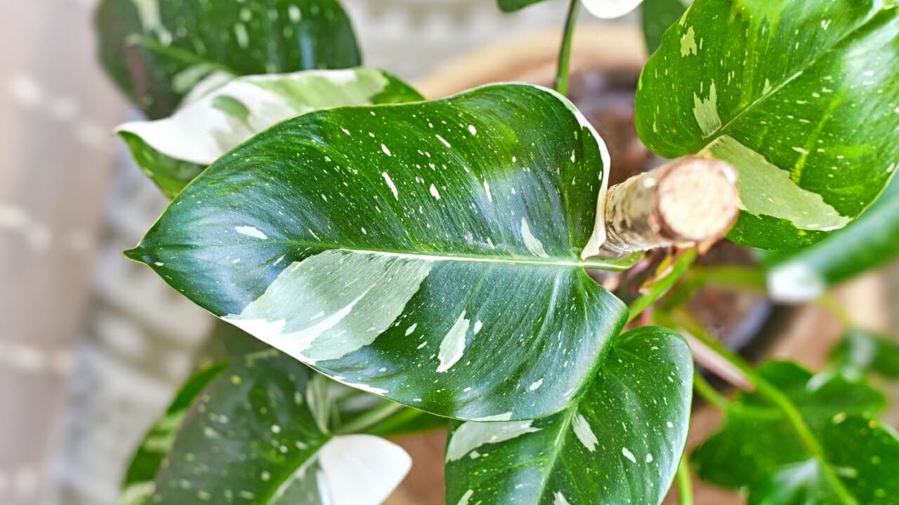 White Princess Philodendron: Top Choice for Plant Lovers- Plant Care Guide 8 top view of White Princess Philodendron