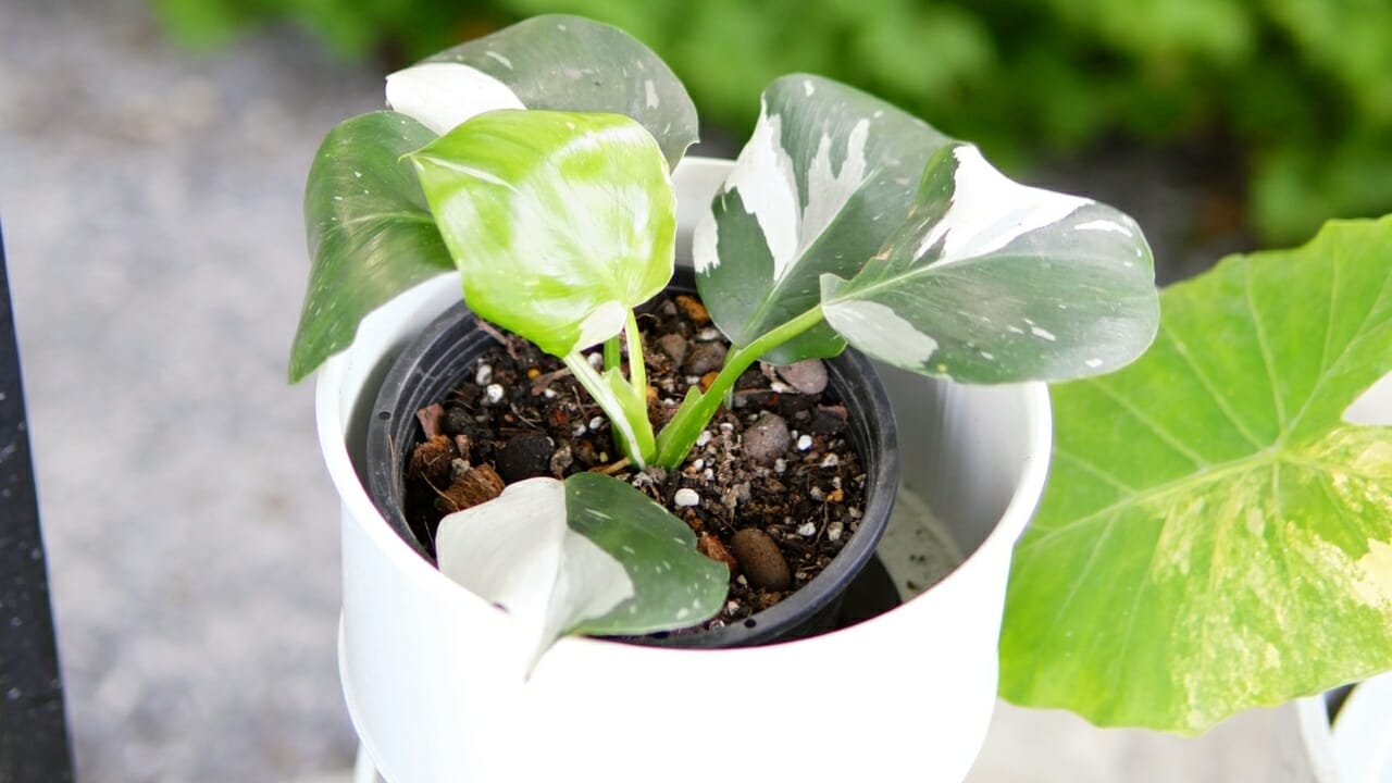 White Princess Philodendron: Top Choice for Plant Lovers- Plant Care Guide 5 White Princess Philodendron outside in white pot