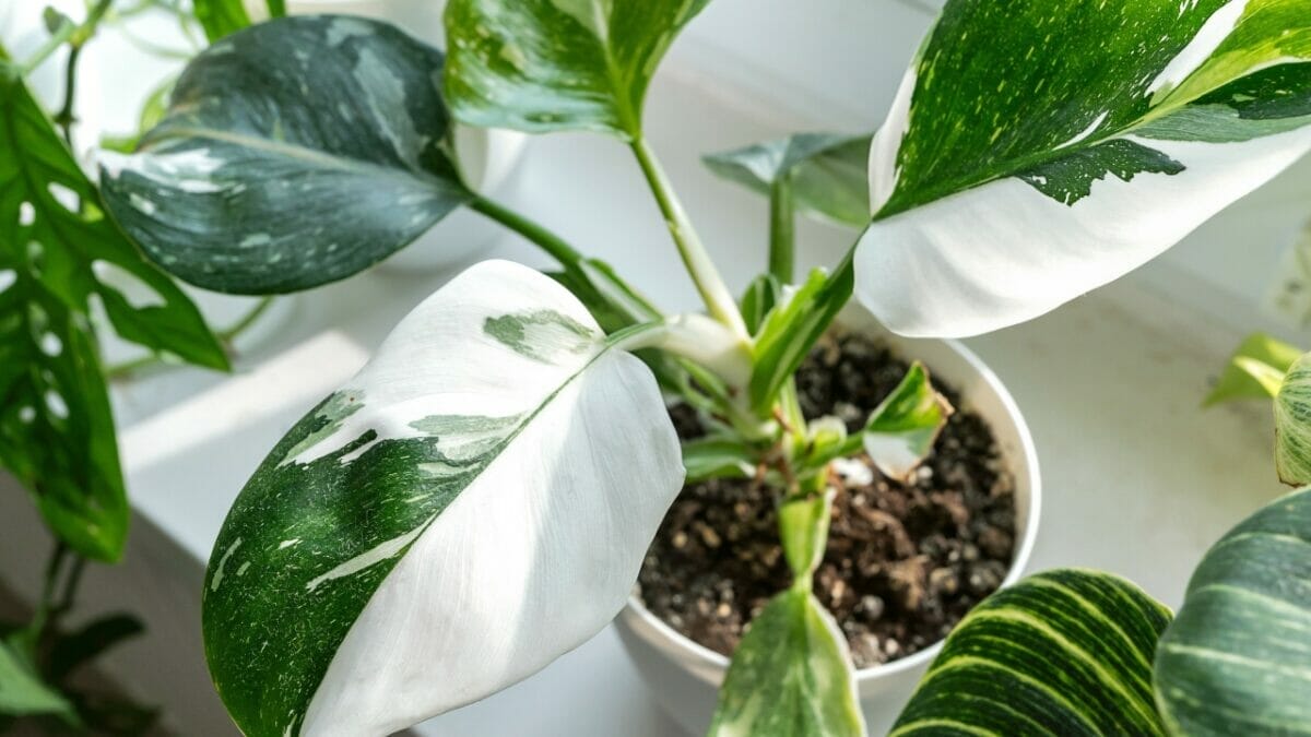 11 Houseplants You Can Forget About—No Fertilizer Needed - White Princess Philodendron ss2324265189