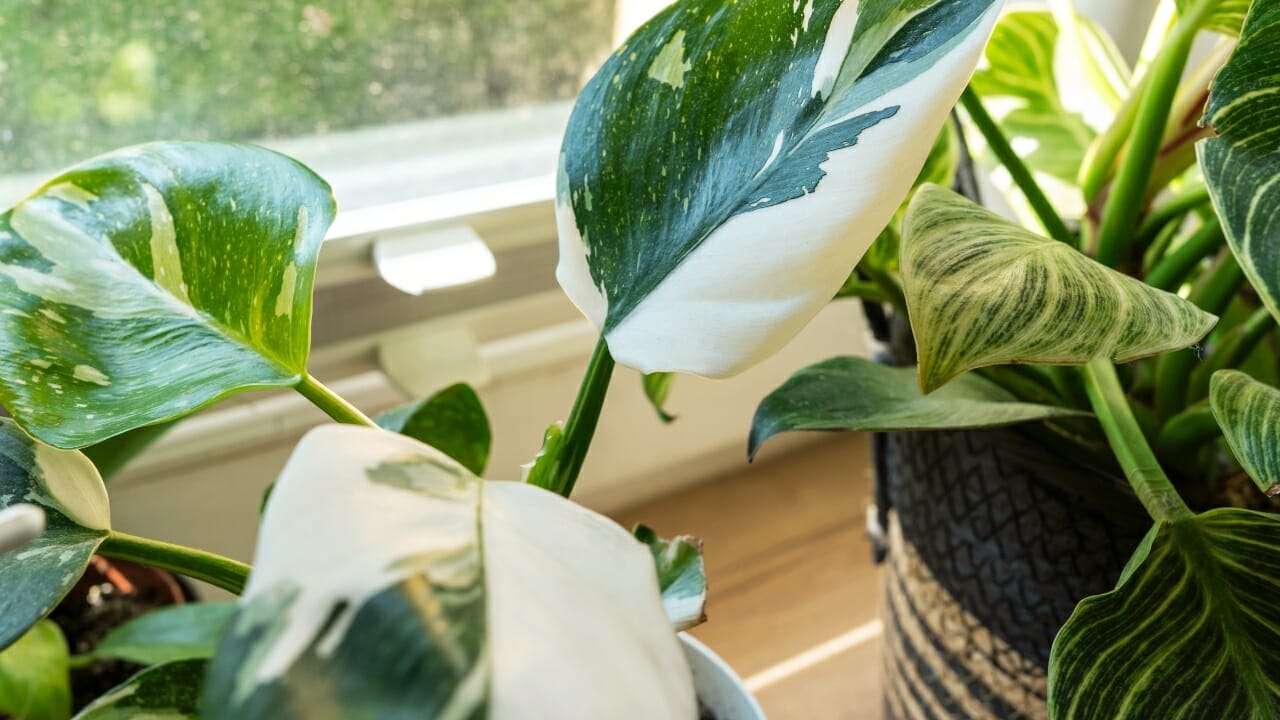 White Princess Philodendron: Top Choice for Plant Lovers- Plant Care Guide 4 White Princess Philodendron by a window