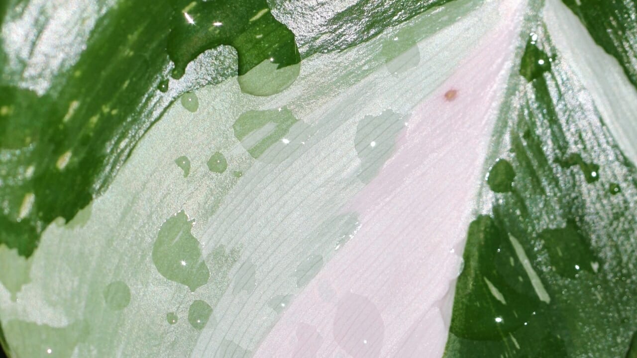 White Princess Philodendron: Top Choice for Plant Lovers- Plant Care Guide 6 moisture on White Princess Philodendron leaf