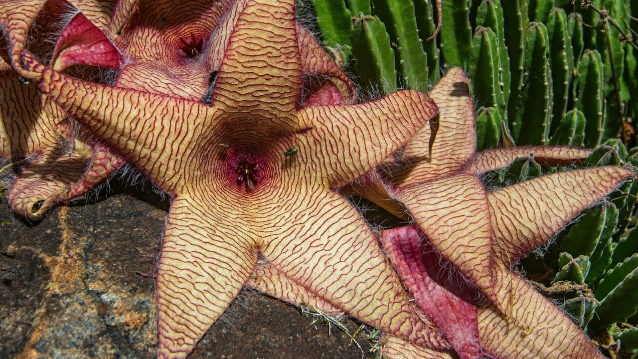 9 Ugly Flowers That Stand Out for All the Wrong Reasons 8 Zulu Giant