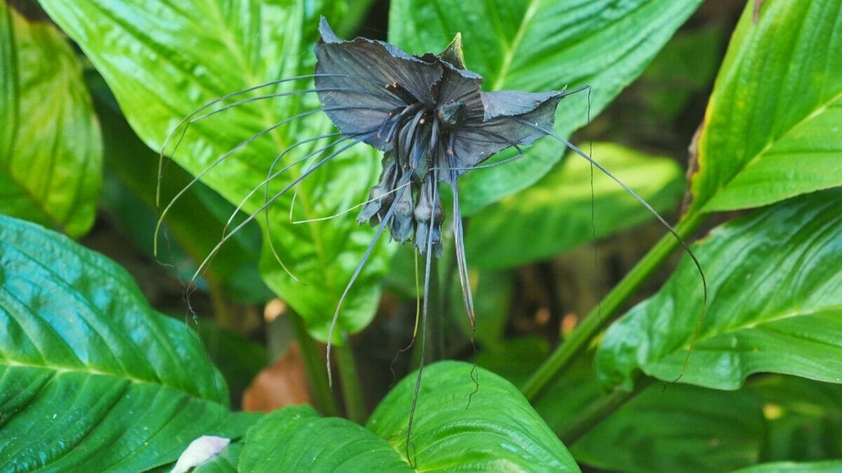 17 Unusual Houseplants That Add Charm & Character to Any Room 7 17 Unusual Houseplants That Add Charm & Character to Any Room - bat flower ss1773166985