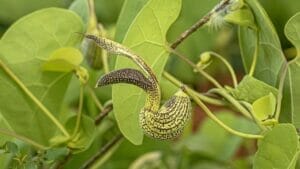 The Compelling Truth About The Traditional Contribo Herb 1 contribo herb flowering