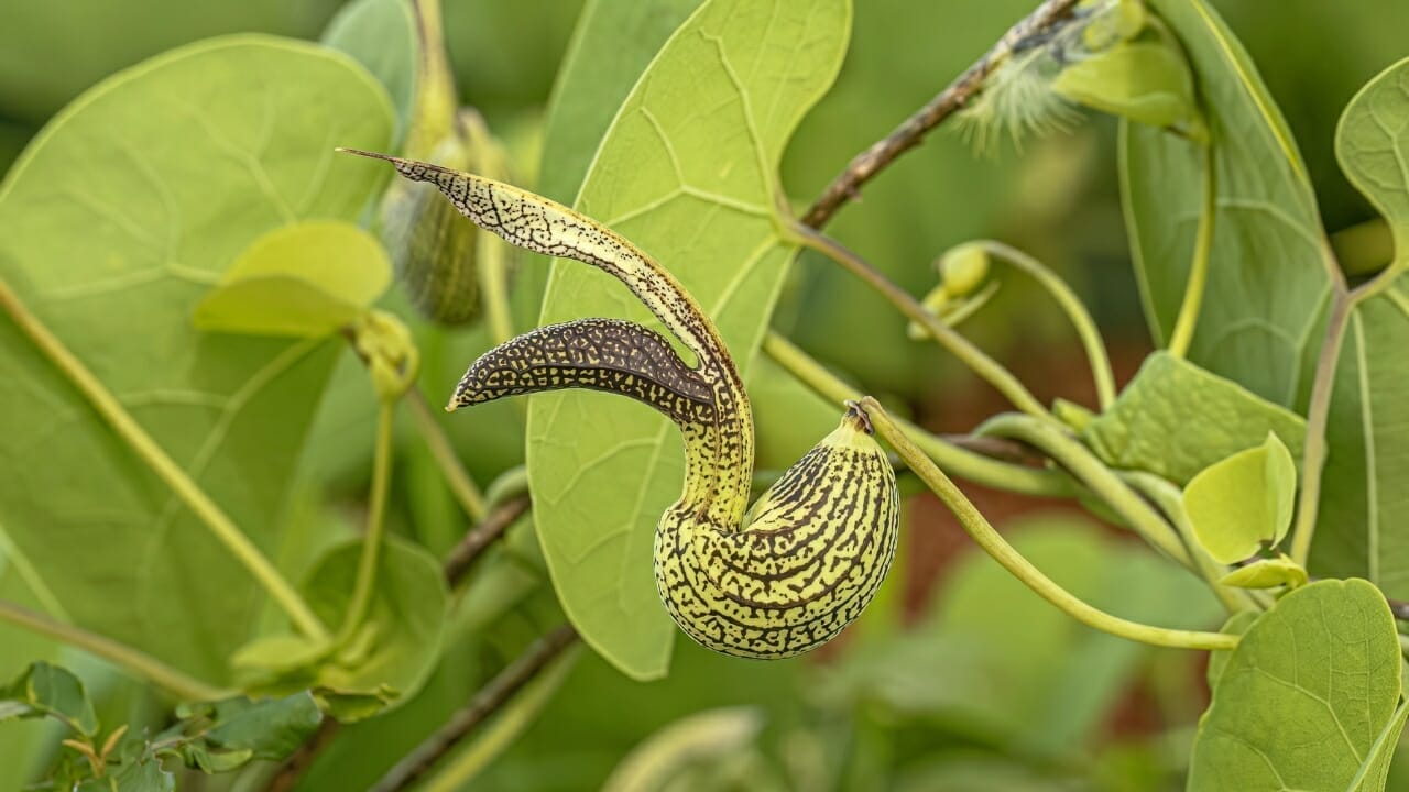 9 Ugly Flowers That Stand Out for All the Wrong Reasons 5 contribo herb flowering