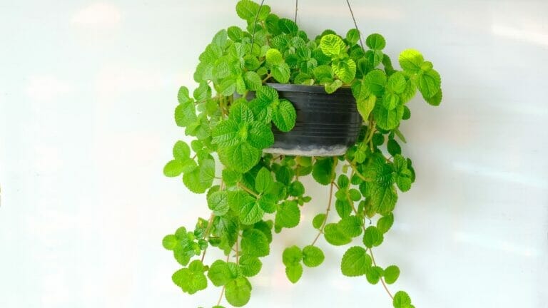 Creeping Charlie: A Surprisingly Beautiful & Underestimated Houseplant 3 hanging creeping charlie Pilea nummulariifolia houseplant