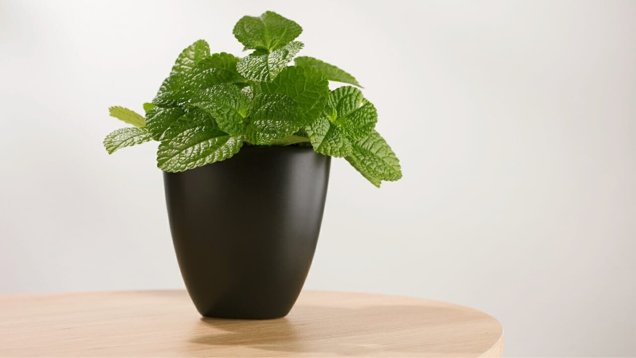 Creeping Charlie: A Surprisingly Beautiful & Underestimated Houseplant 3 creeping charlie Pilea nummulariifolia in black pot