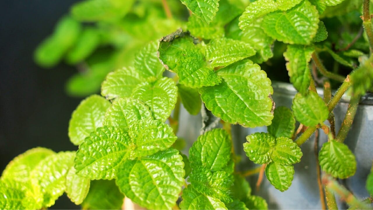 Creeping Charlie: A Surprisingly Beautiful & Underestimated Houseplant 5 creeping charlie houseplant