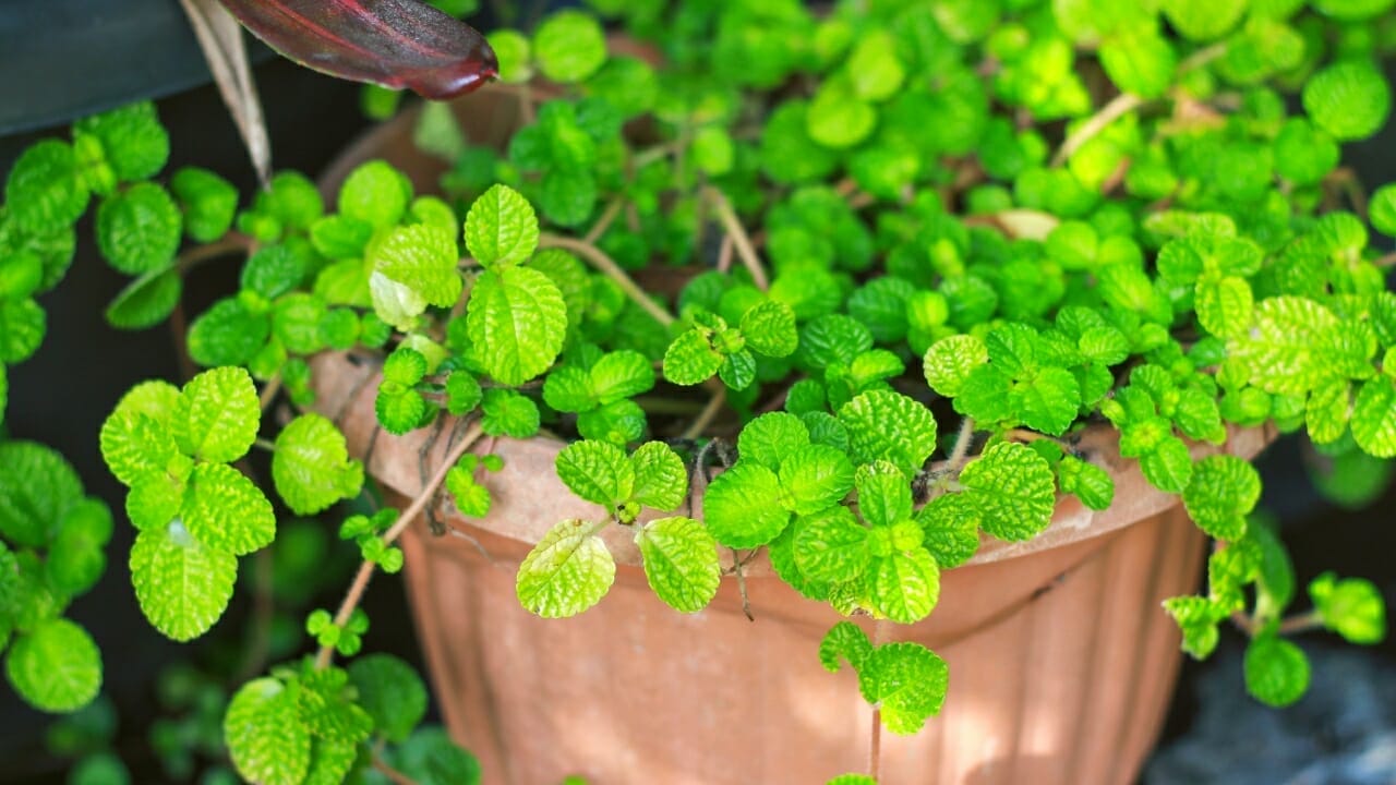 Creeping Charlie: A Surprisingly Beautiful & Underestimated Houseplant 6 creeping charlie in terra cotta pot