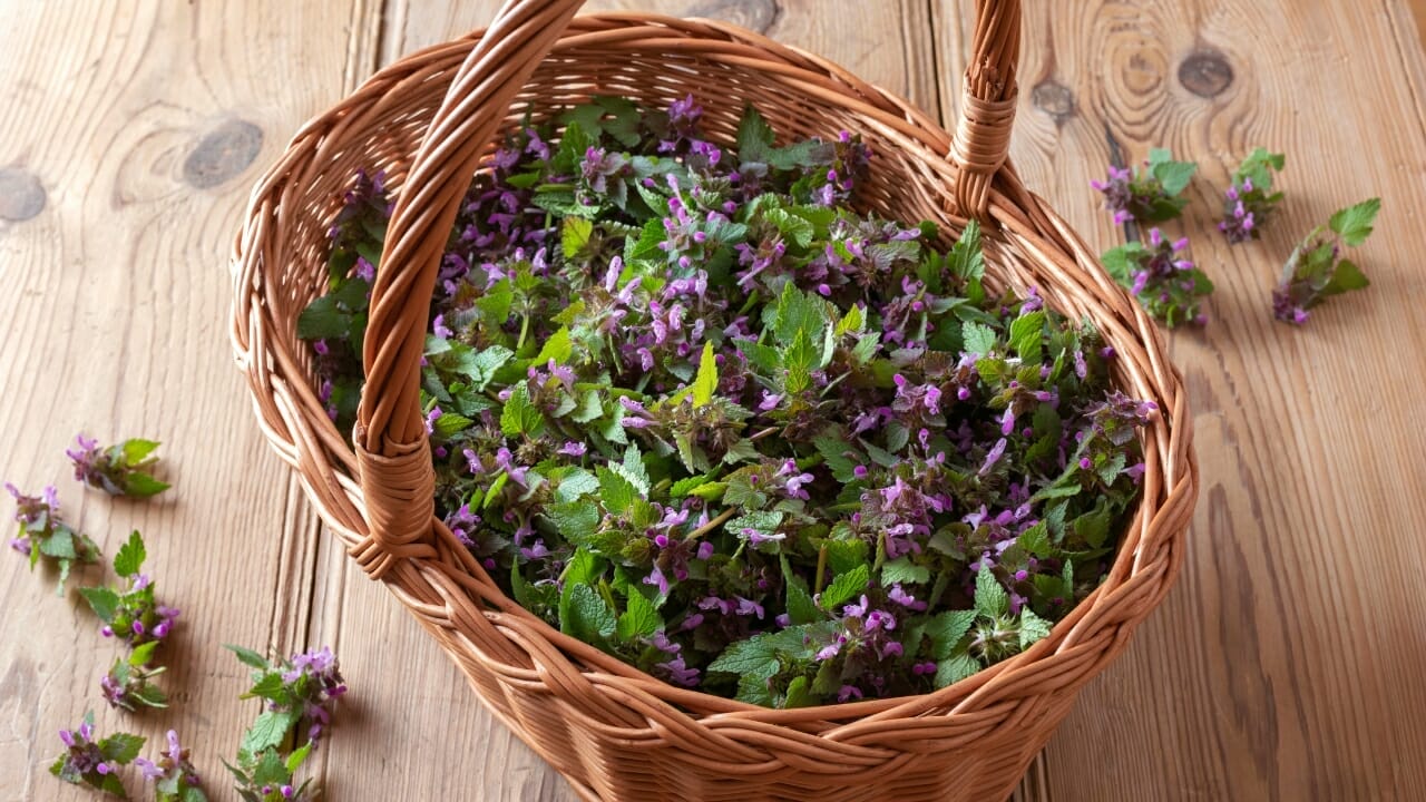 Purple Dead Nettle: The Wild Food In Your Backyard 6 harvesting purple dead nettle